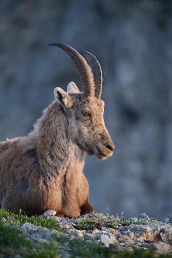 brown ram in tilt shift lens