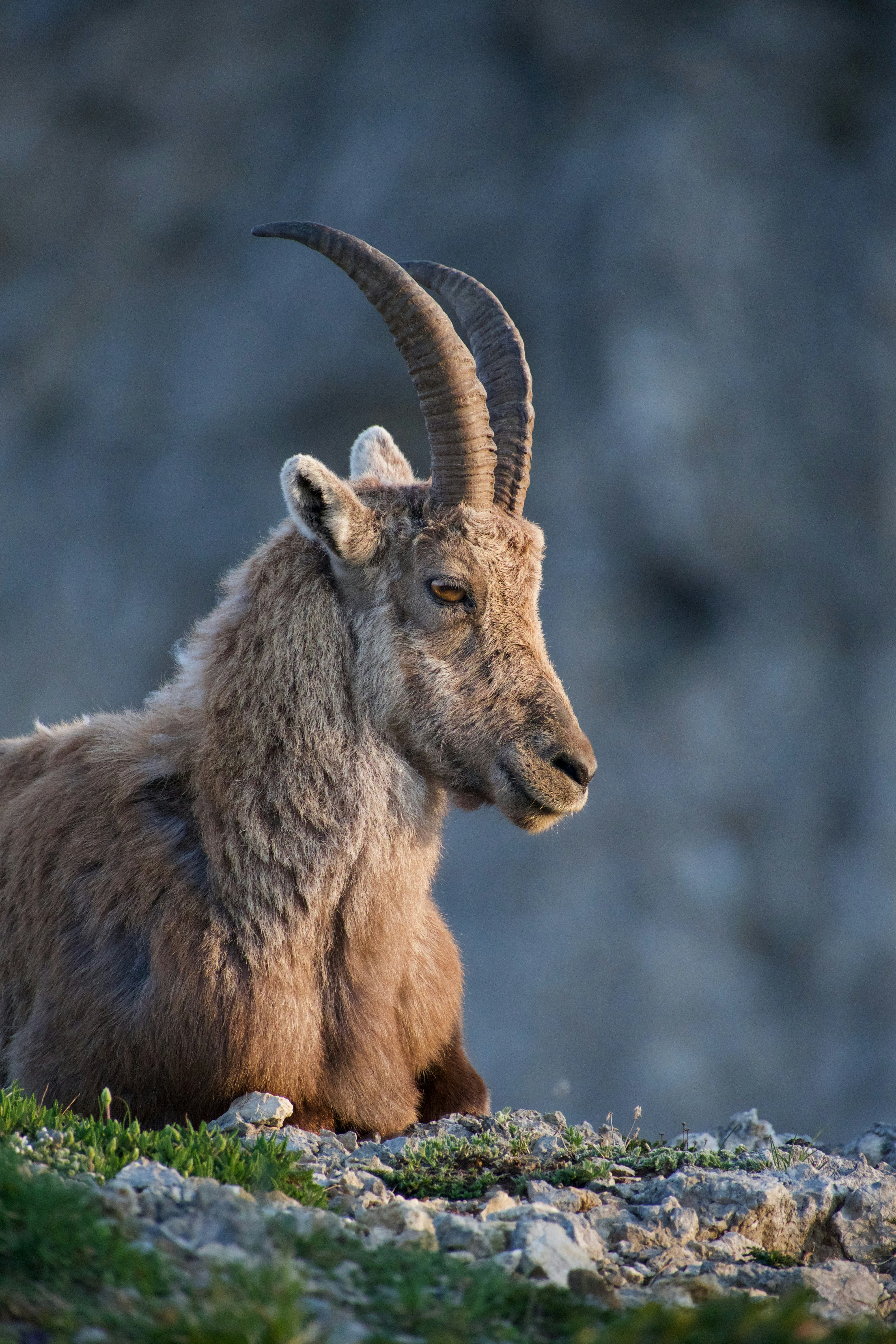 Close-up of a young ibex against a rocky background.