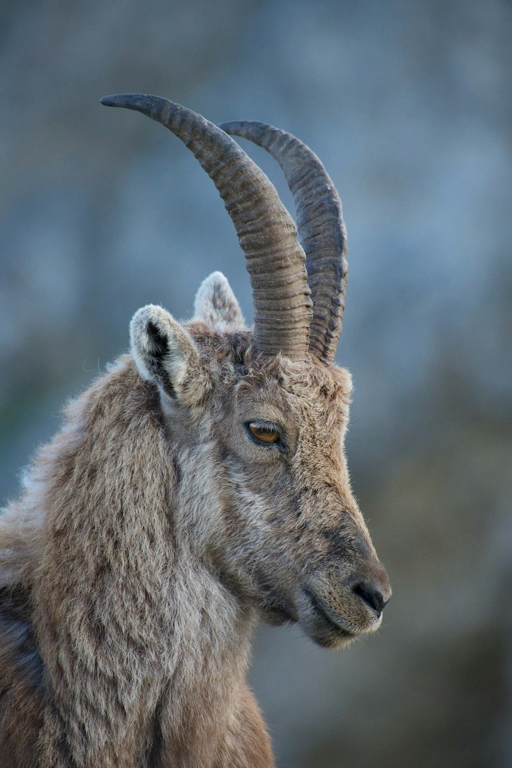 brown ram in close up photography