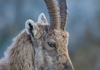 brown ram in close up photography