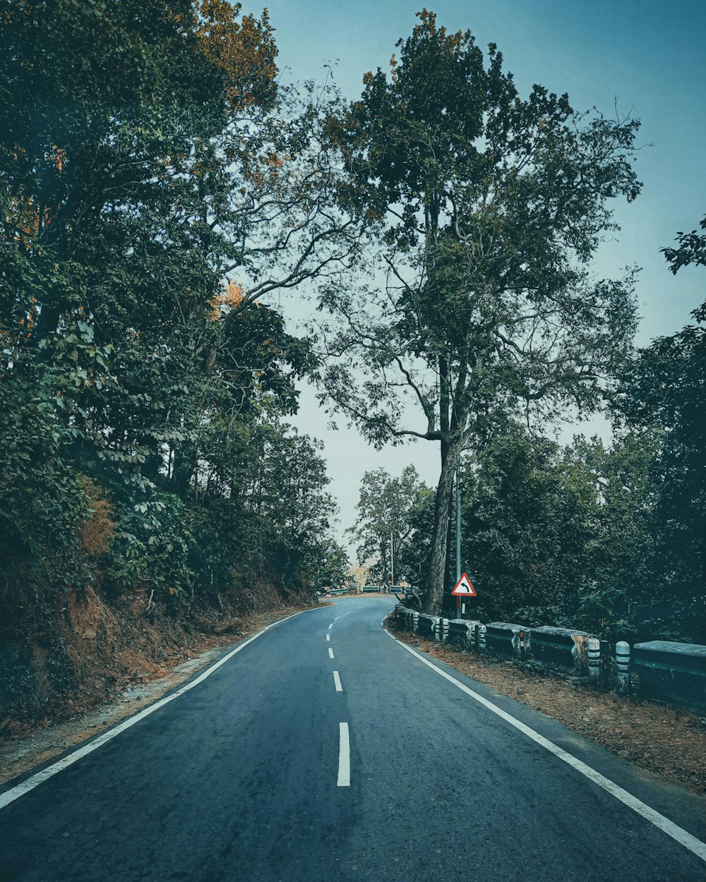 gray concrete road between green trees during daytime