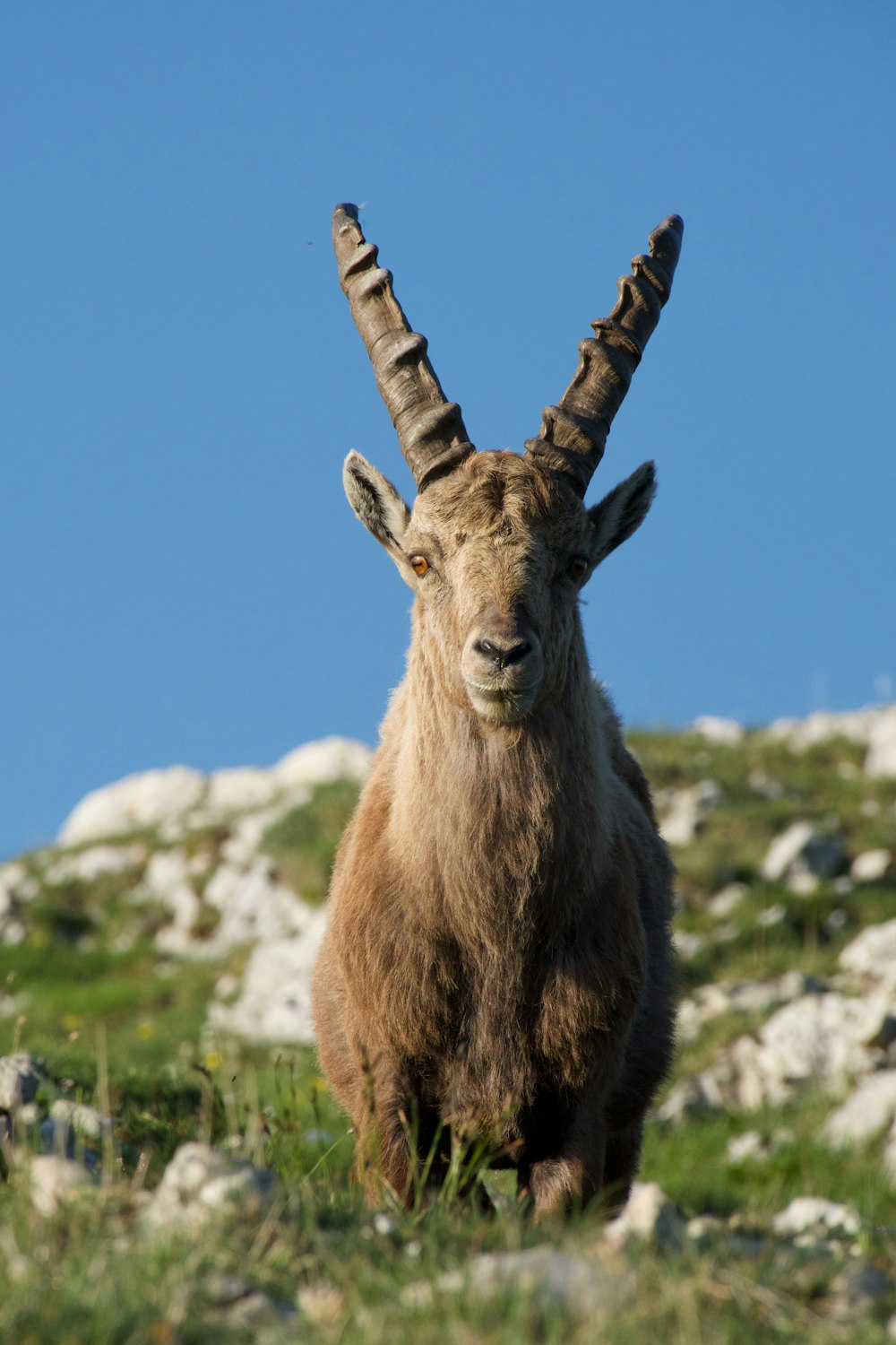 brown ram on green grass during daytime