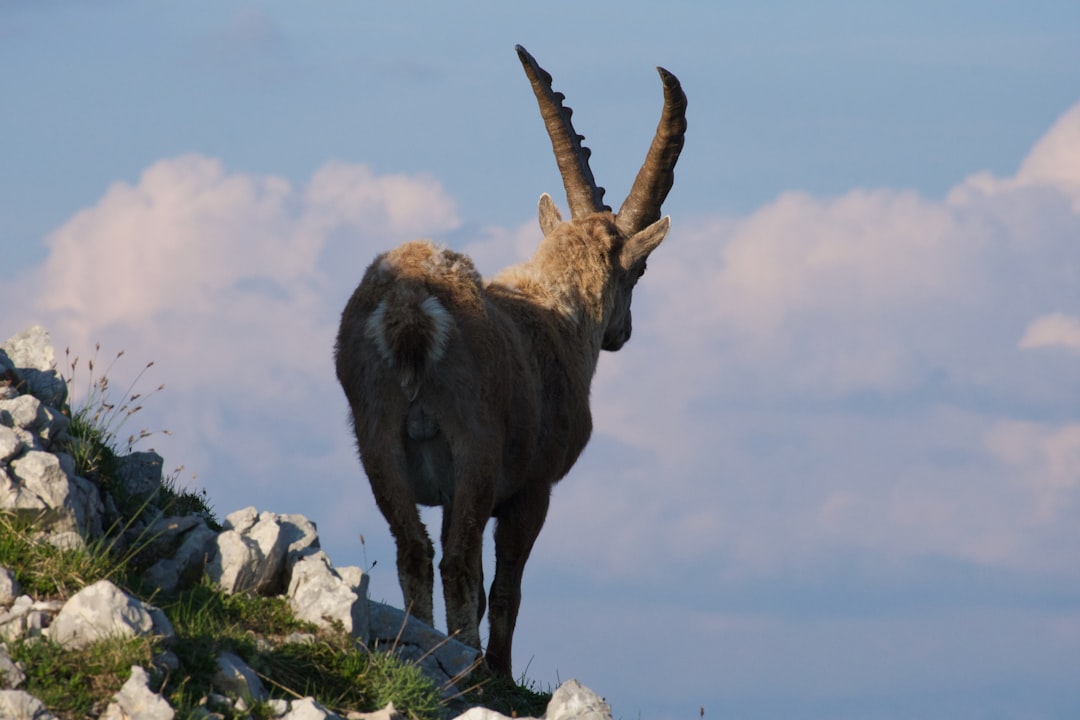 brown ram on white rocky mountain under white clouds during daytime