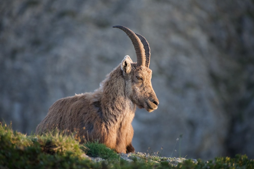 brown ram on green grass during daytime