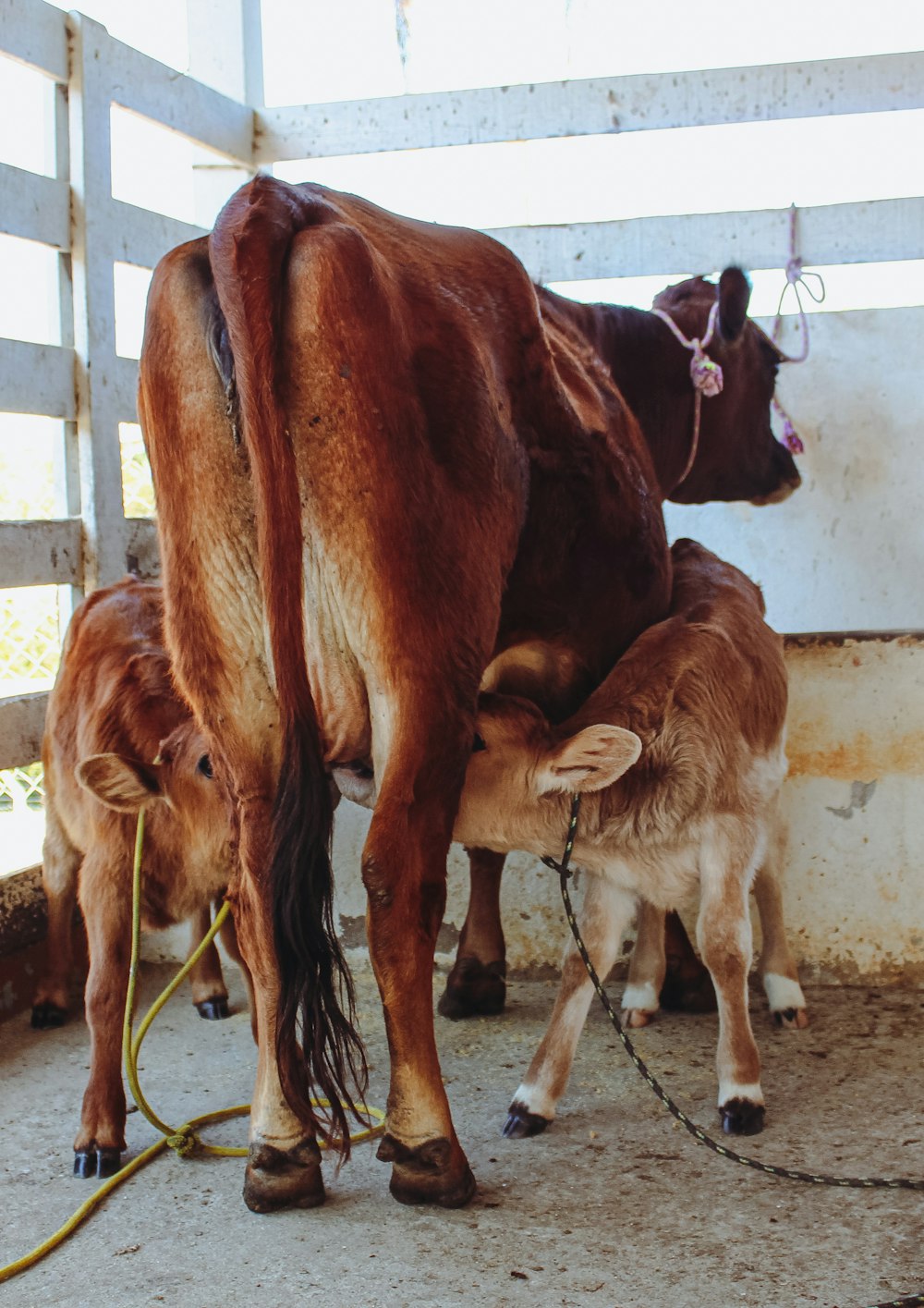 brown cow on gray concrete floor during daytime