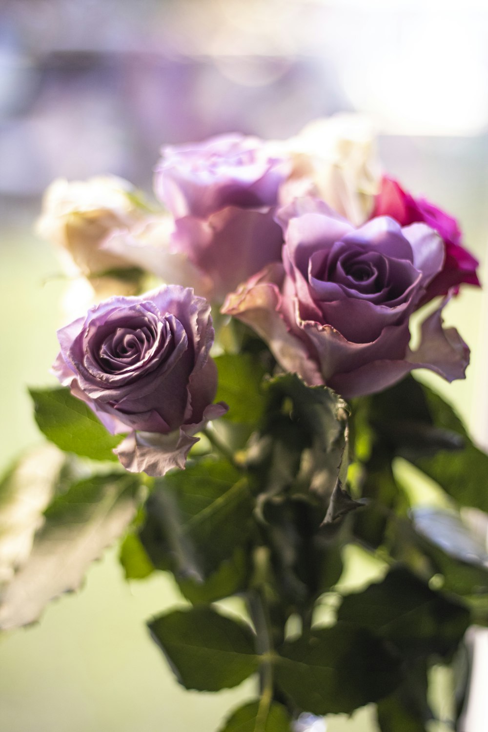 pink roses in bloom during daytime