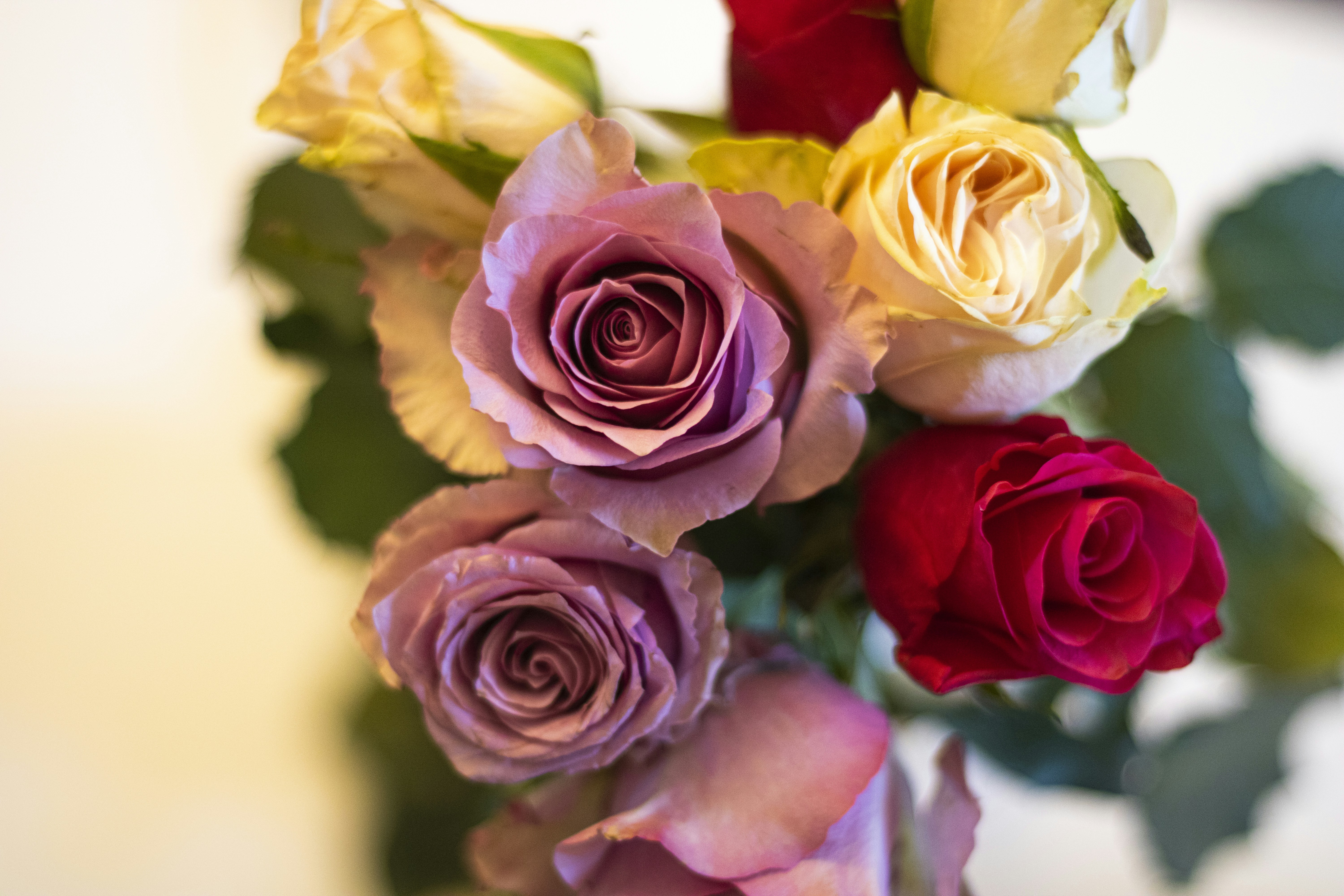 pink and yellow roses in close up photography
