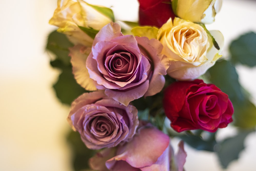 pink and yellow roses in close up photography