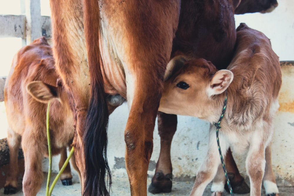 brown cow eating green grass during daytime