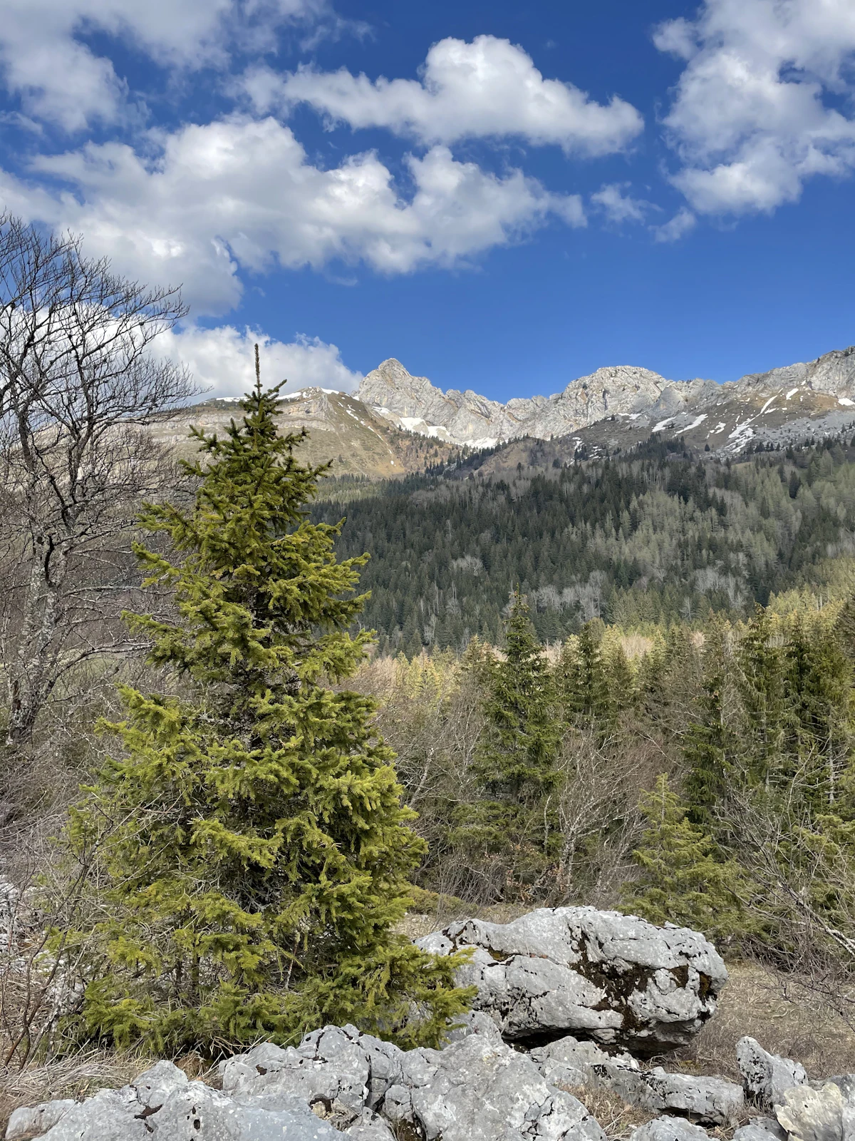 A young fir and pale rocks near Villard-de-Lans, with a rocky crest behind