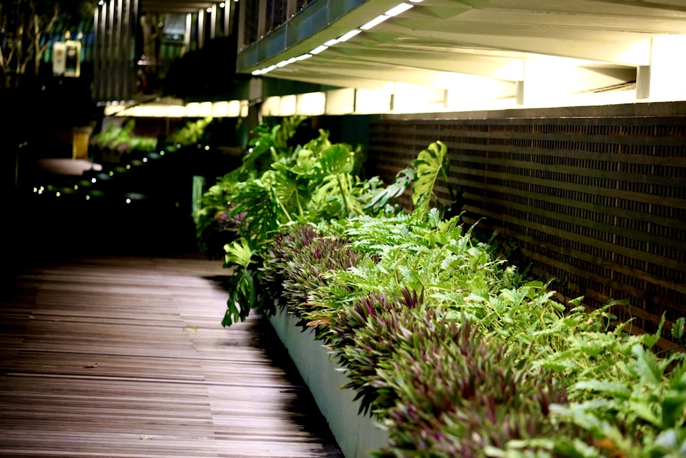 Plantas verdes sobre suelo de madera marrón