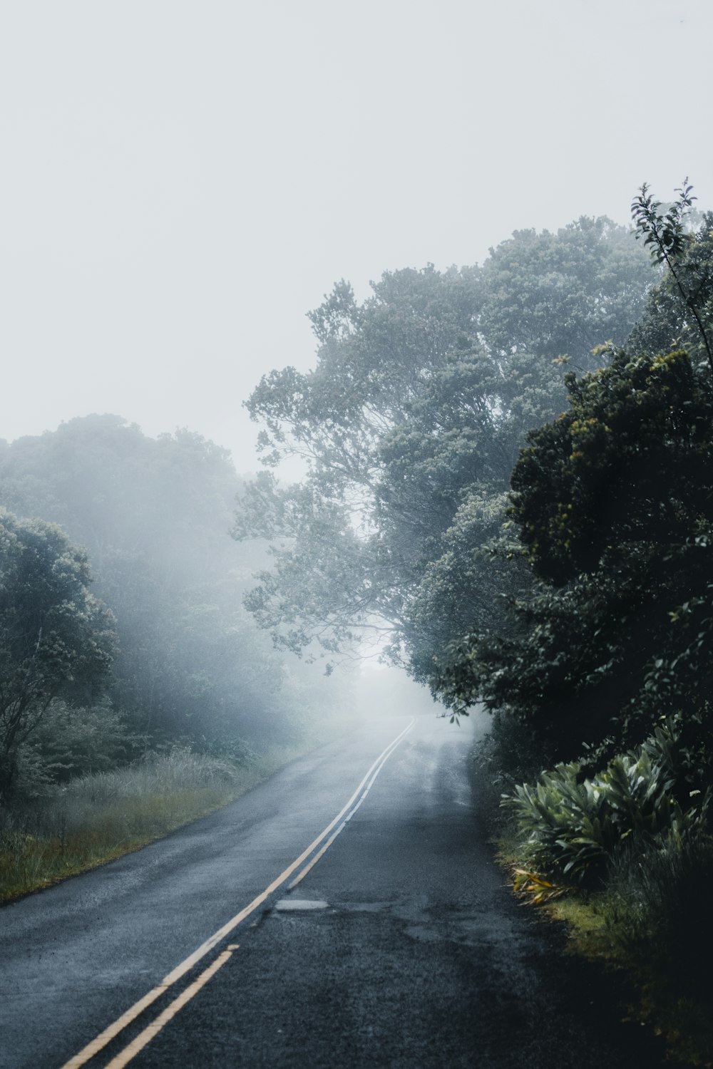 gray asphalt road between green trees covered with fog during daytime