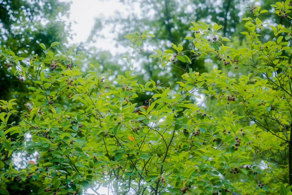 green leaves on tree branch during daytime