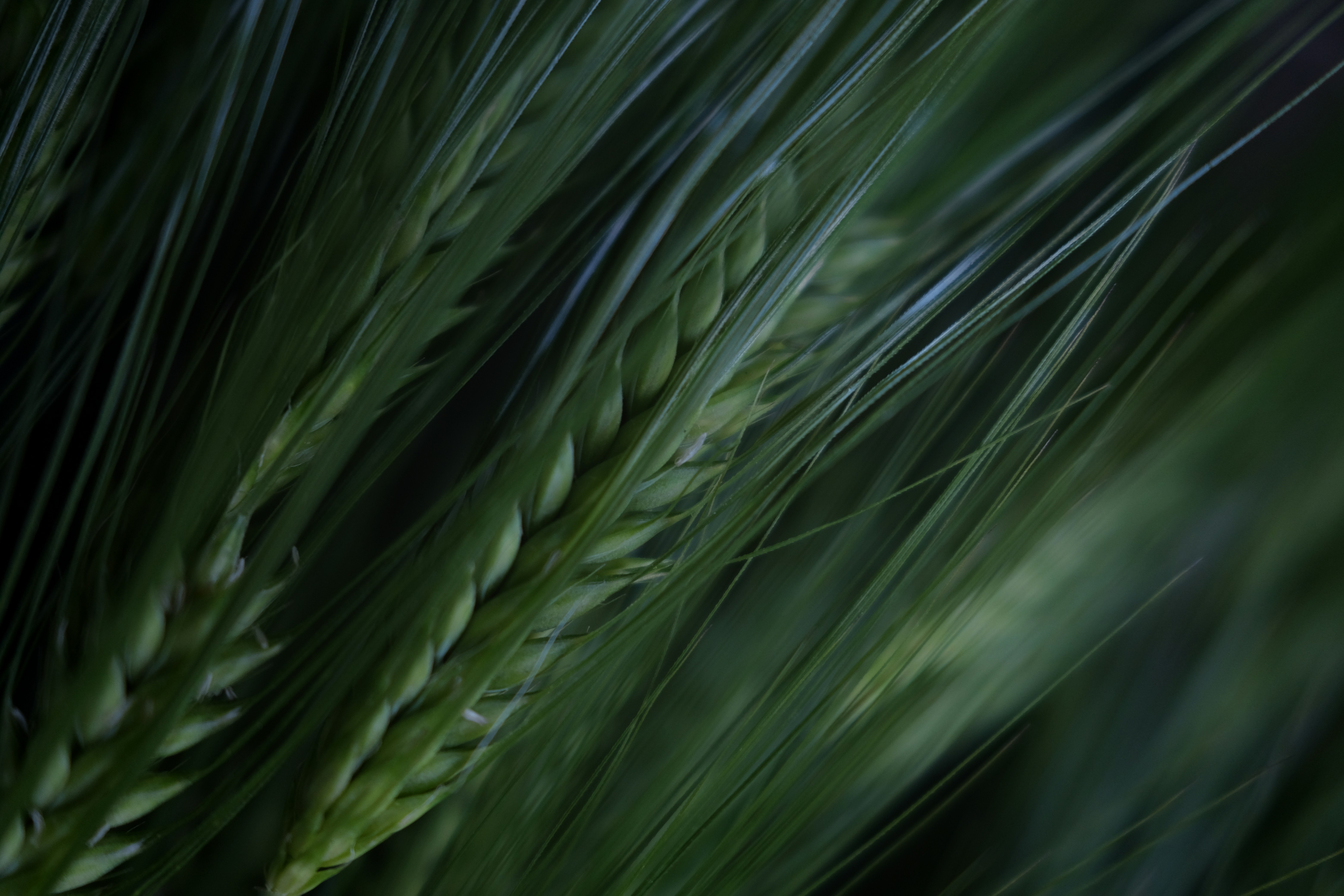 green wheat in close up photography