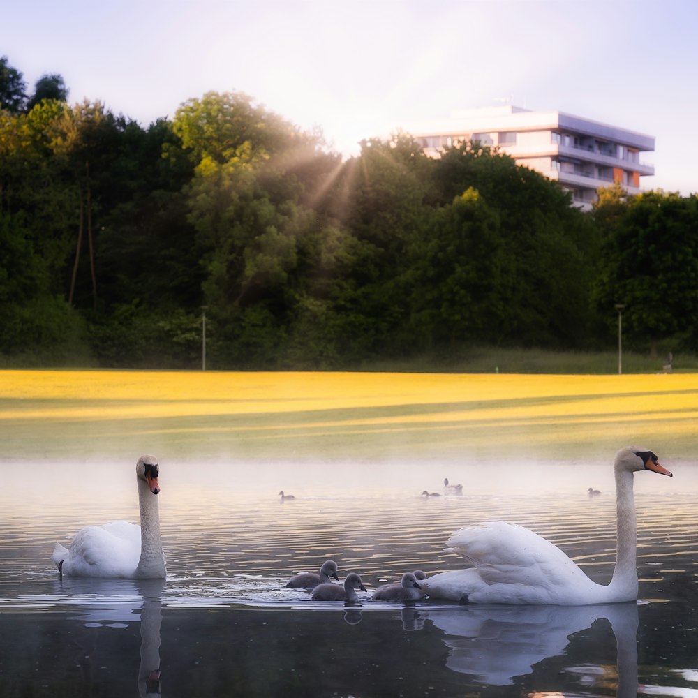 white swan on water during daytime