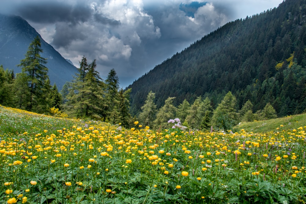 yellow flower field near green trees and mountain under white clouds during daytime