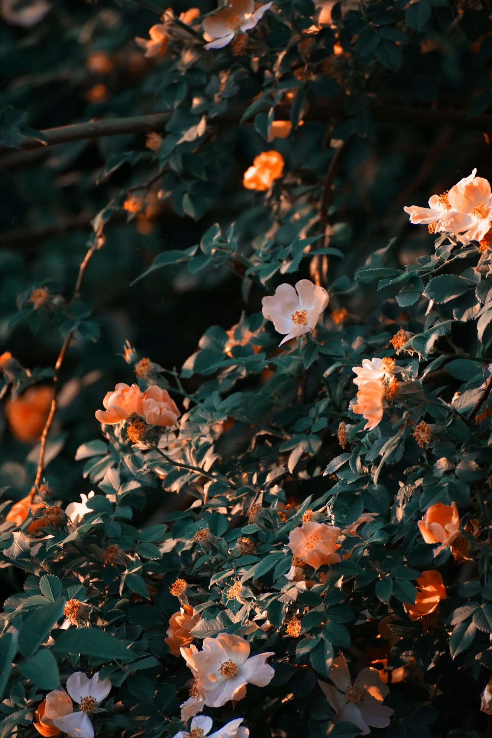 pink flowers in tilt shift lens