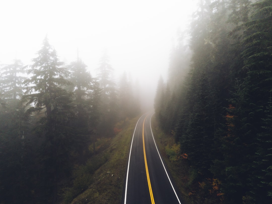 black asphalt road between green trees during daytime