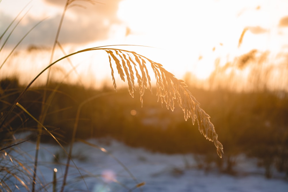 white and brown grass during daytime