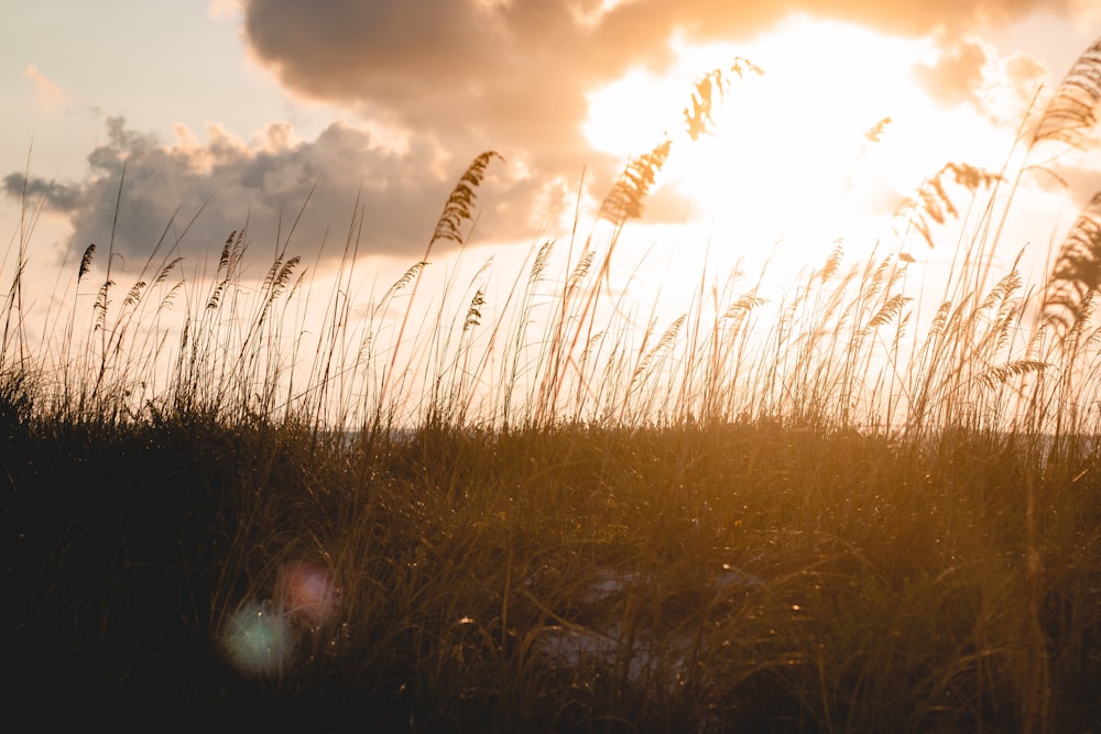 green grass field during sunset