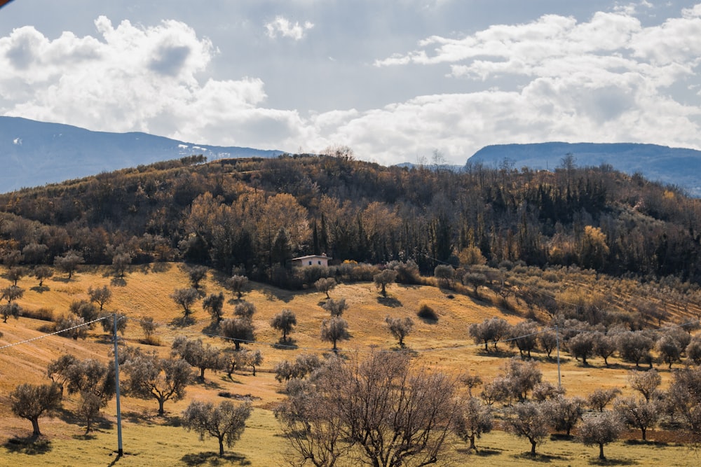 green trees on brown field under white clouds and blue sky during daytime