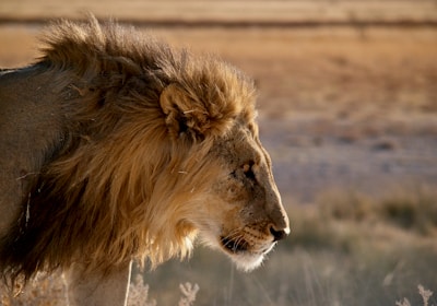 Namibia Safari Löwenmännchen