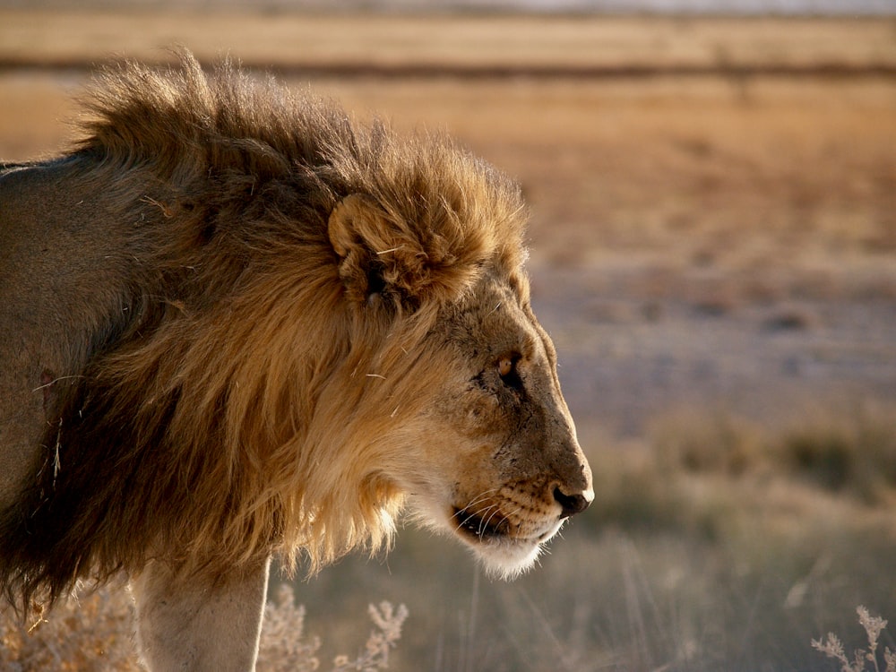 brown lion on brown field during daytime