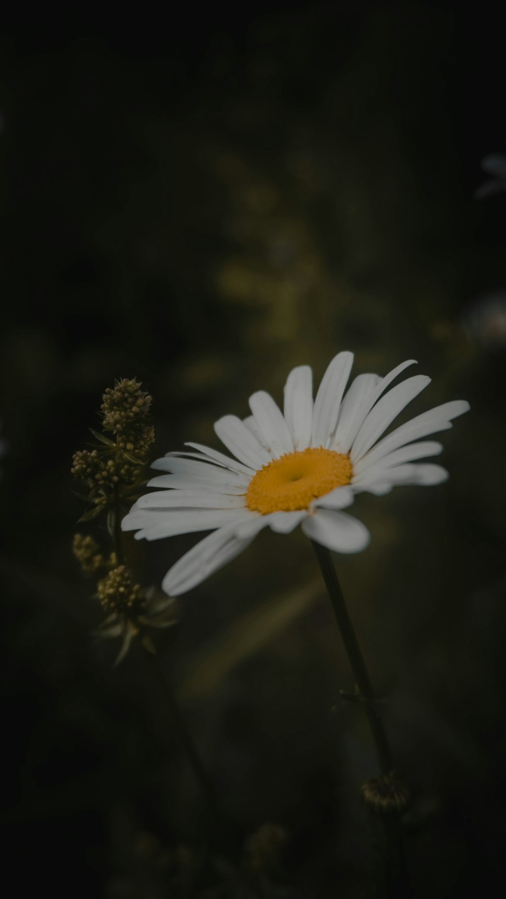 white daisy in bloom during daytime