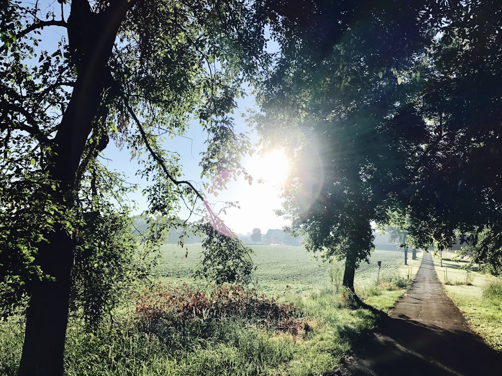 green grass field and trees during daytime