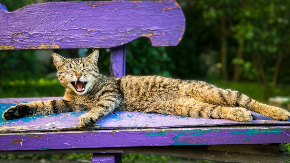 brown tabby cat on blue wooden bench