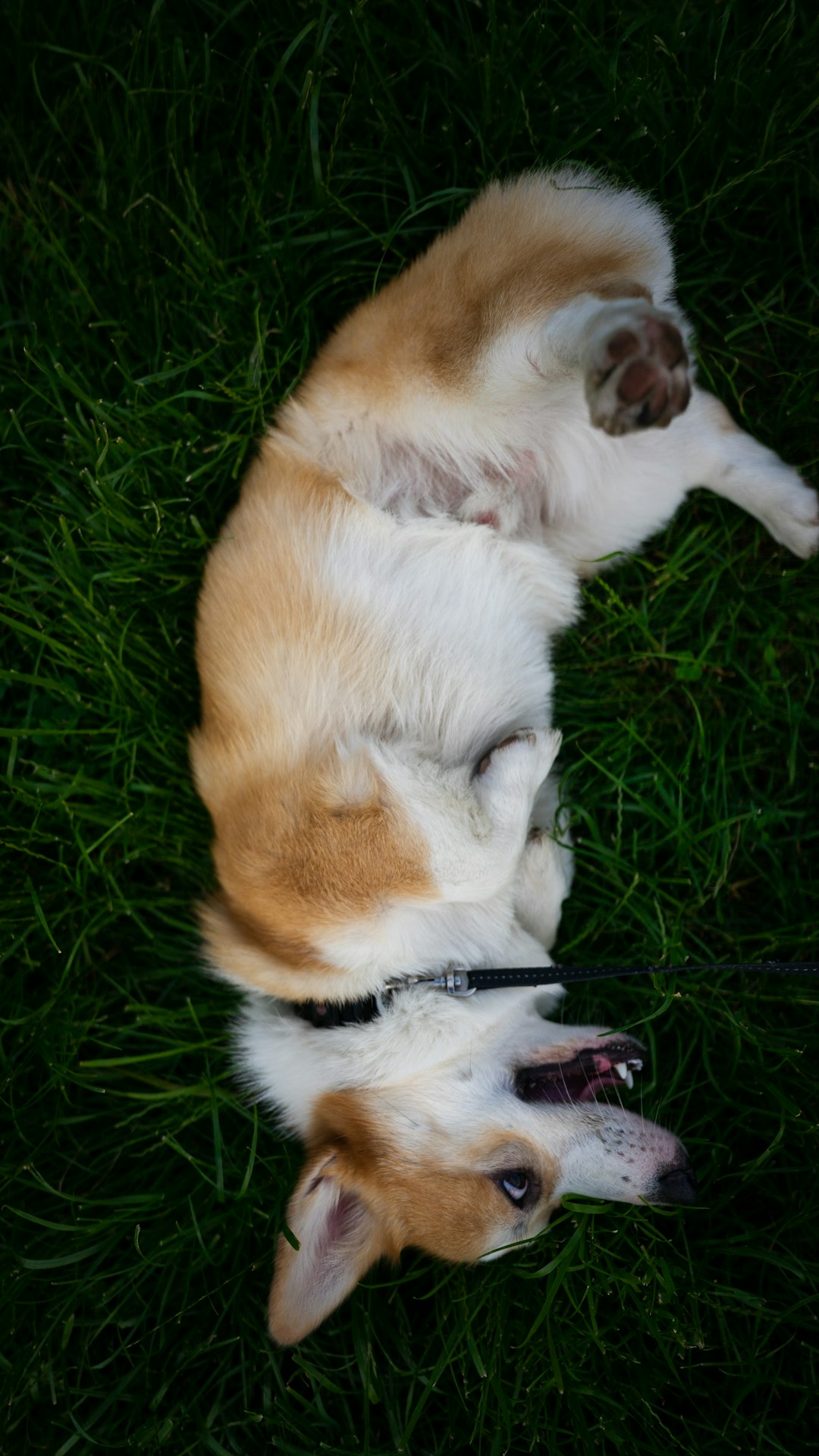white and brown short coated dog lying on green grass