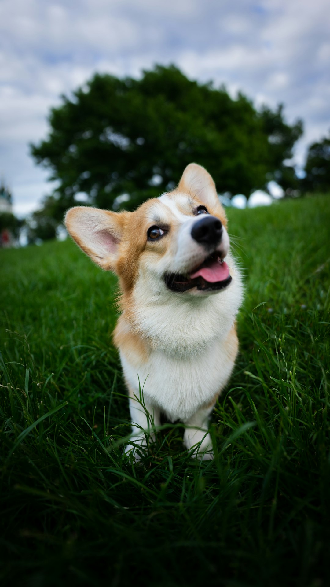 brown and white corgi puppy on green grass field during daytime