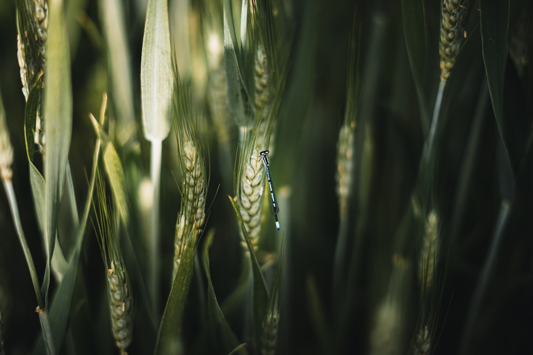 green plant in close up photography