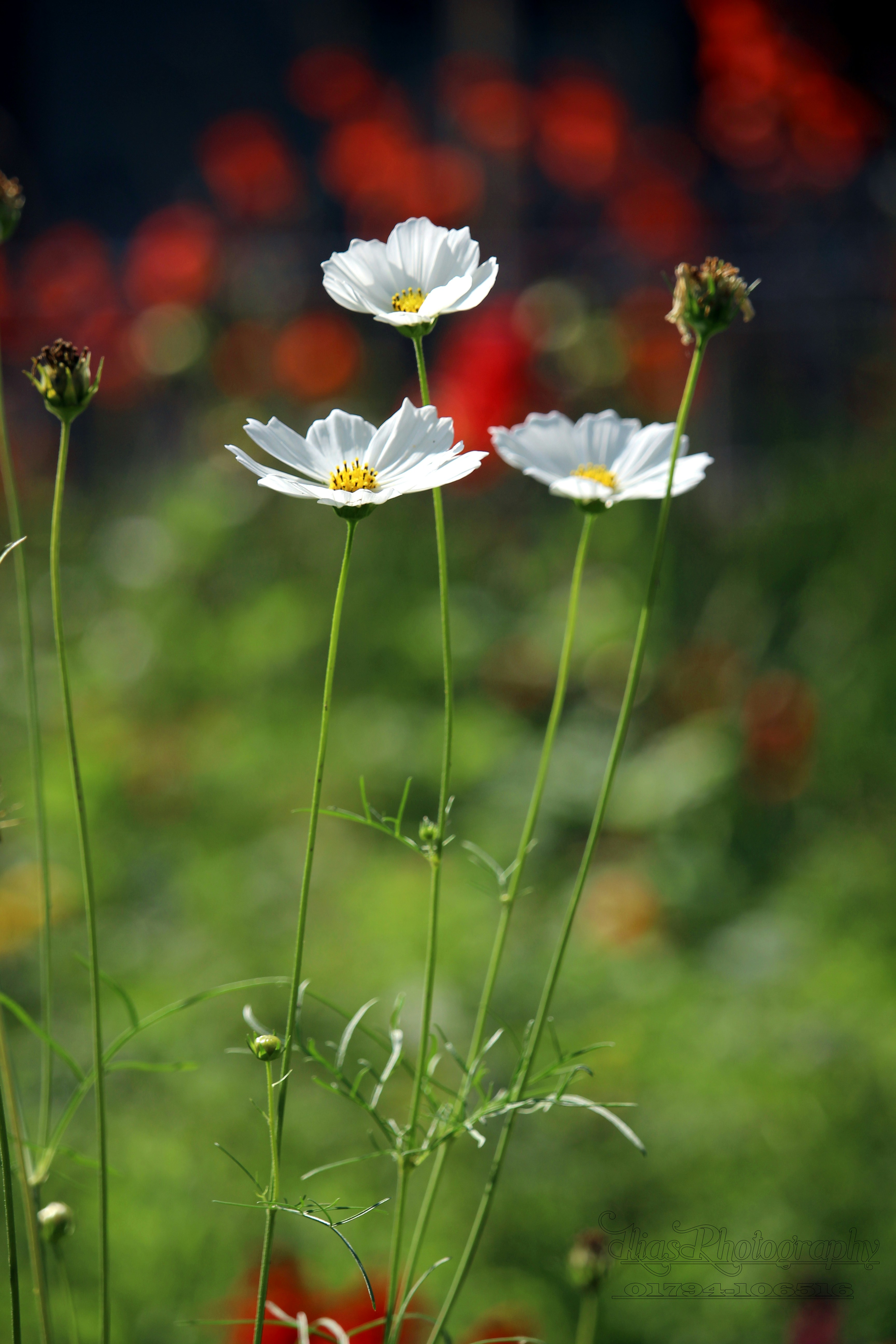 Photo by iliasmiah96