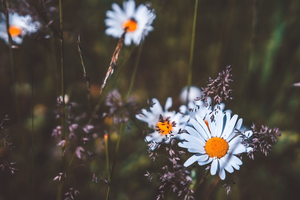 white and yellow flowers in tilt shift lens