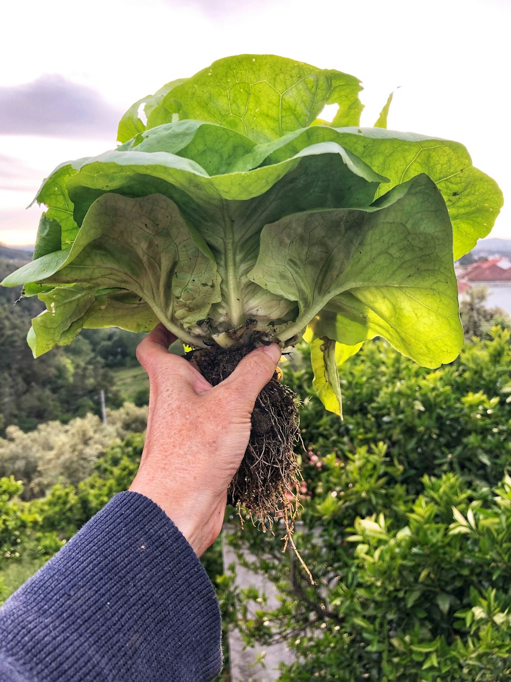 person holding green leaf plant