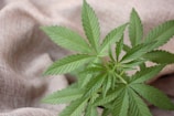 A close-up view of a cannabis plant with vibrant green leaves sprawling across a textured beige fabric background. The leaves display the characteristic serrated edges and pointed tips.