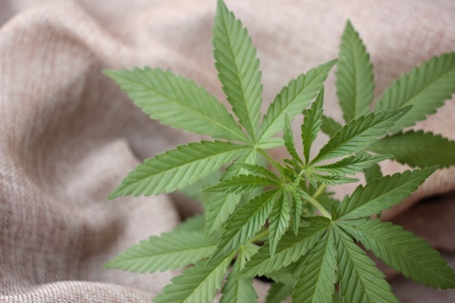 A close-up view of a cannabis plant with vibrant green leaves sprawling across a textured beige fabric background. The leaves display the characteristic serrated edges and pointed tips.