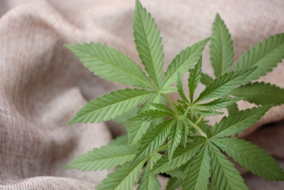A close-up view of a cannabis plant with vibrant green leaves sprawling across a textured beige fabric background. The leaves display the characteristic serrated edges and pointed tips.