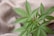 A close-up view of a cannabis plant with vibrant green leaves sprawling across a textured beige fabric background. The leaves display the characteristic serrated edges and pointed tips.