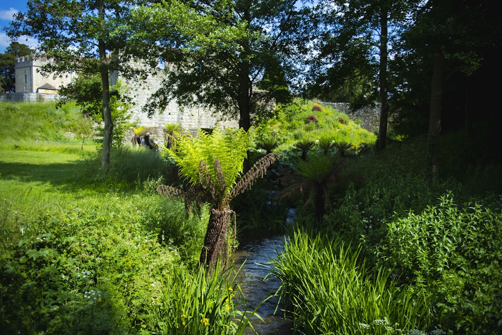 昼間の川近くの緑の芝生と木々