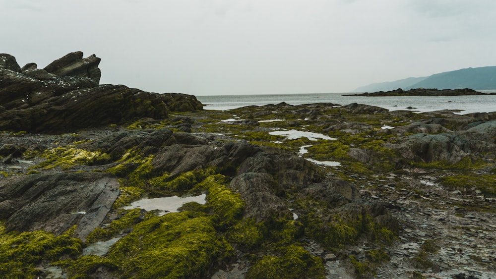musgo verde na costa rochosa durante o dia