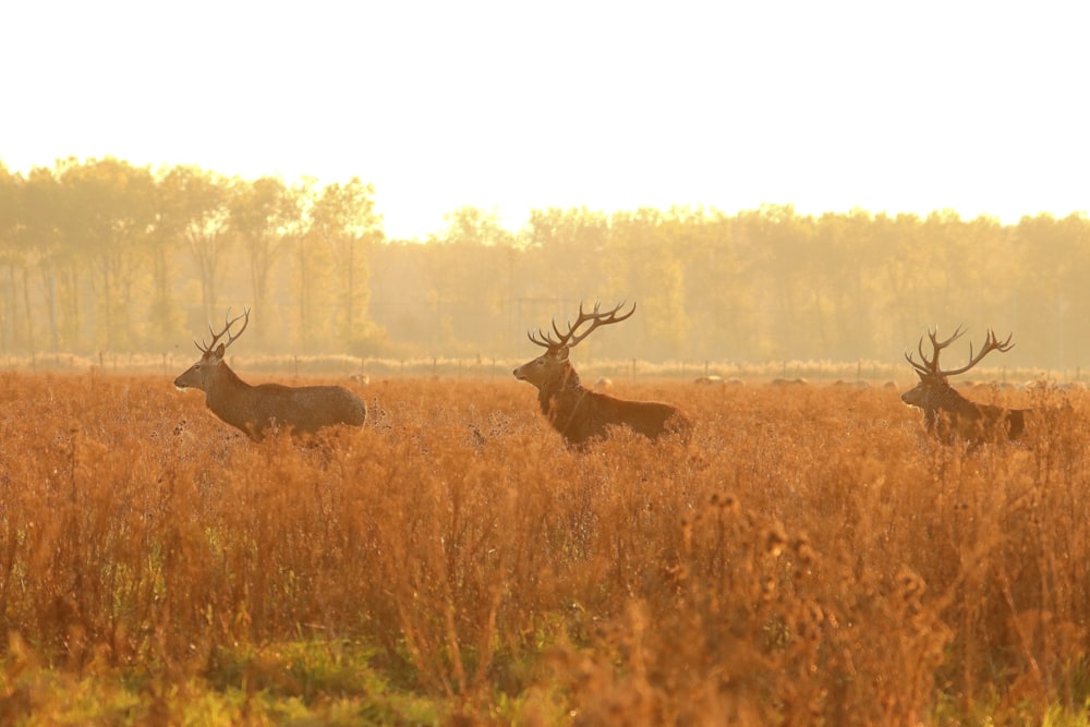 brown deer on brown grass field during daytime