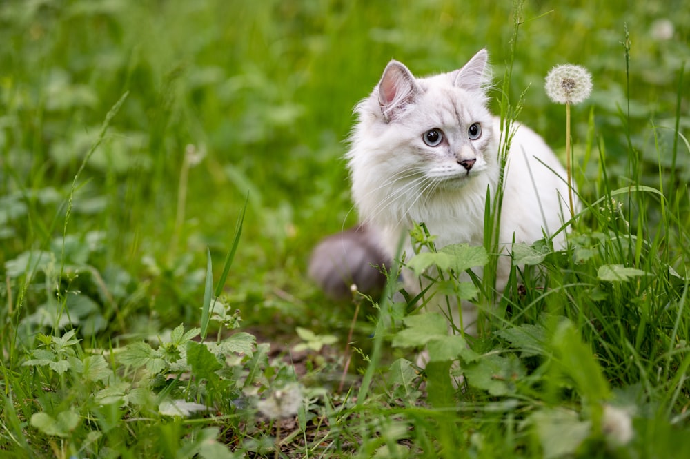 weiße Katze tagsüber auf grünem Gras