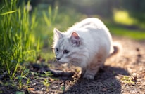 white cat on brown soil