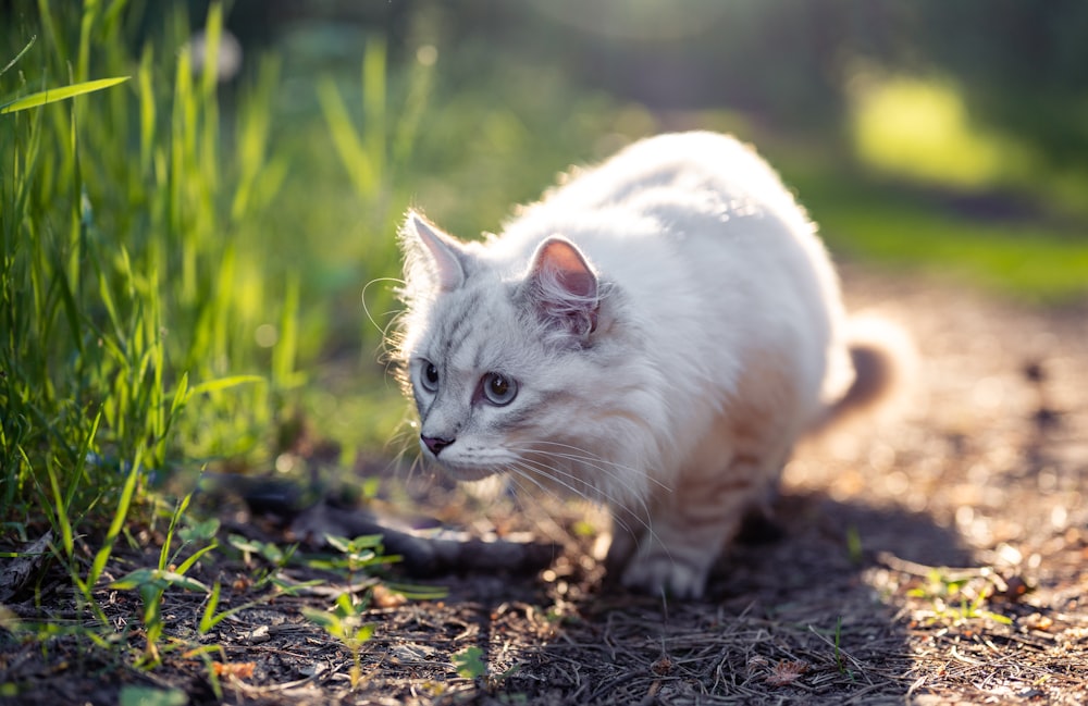 weiße Katze auf braunem Boden