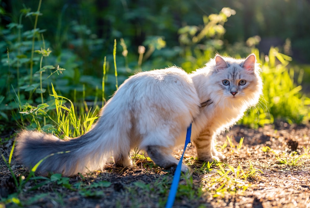 white cat on green grass during daytime