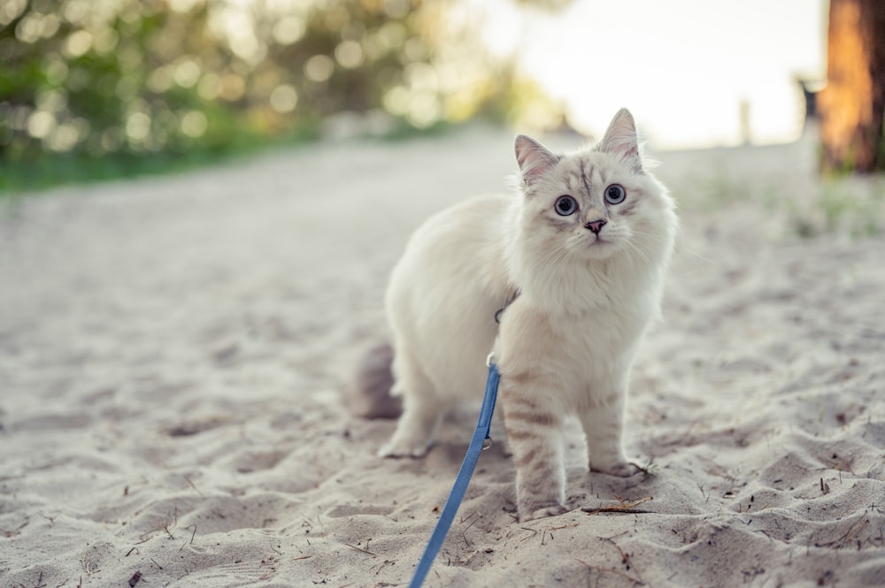 weiße Katze tagsüber auf grauem Sand