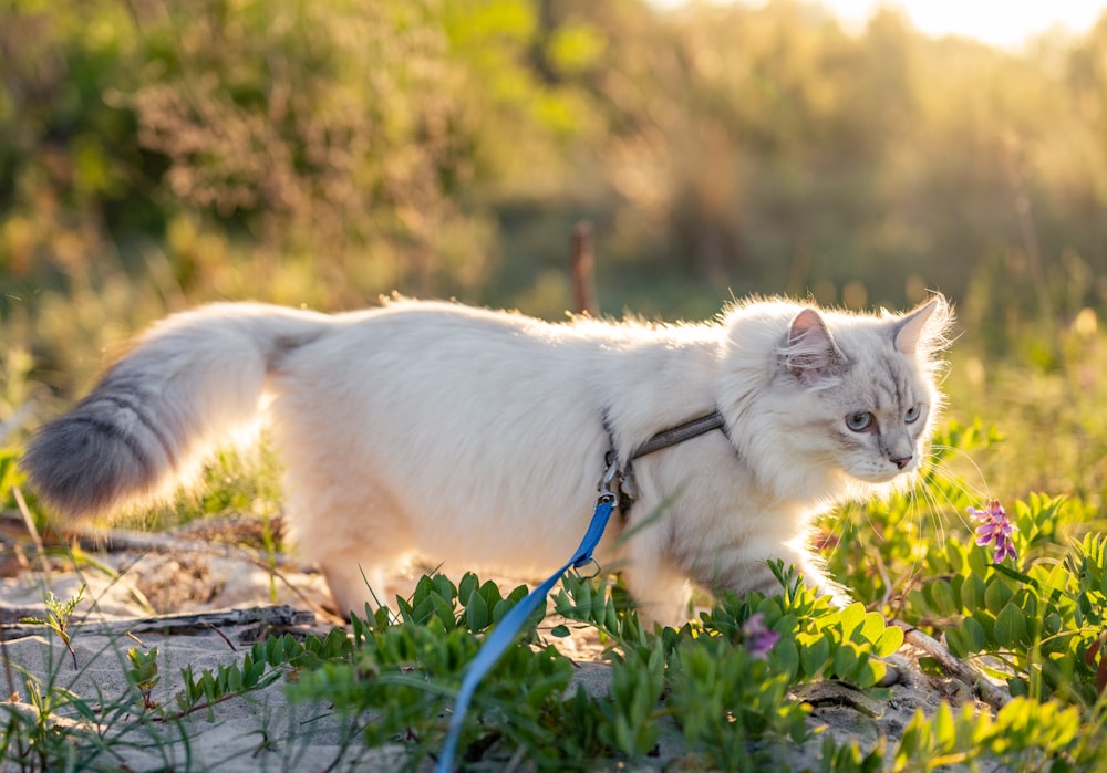 Weiße Katze auf braunem Baumstamm