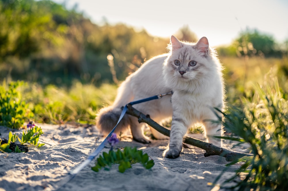 Weiße Katze tagsüber auf blauem Blumenfeld